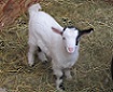 Ahart Acres Crystal